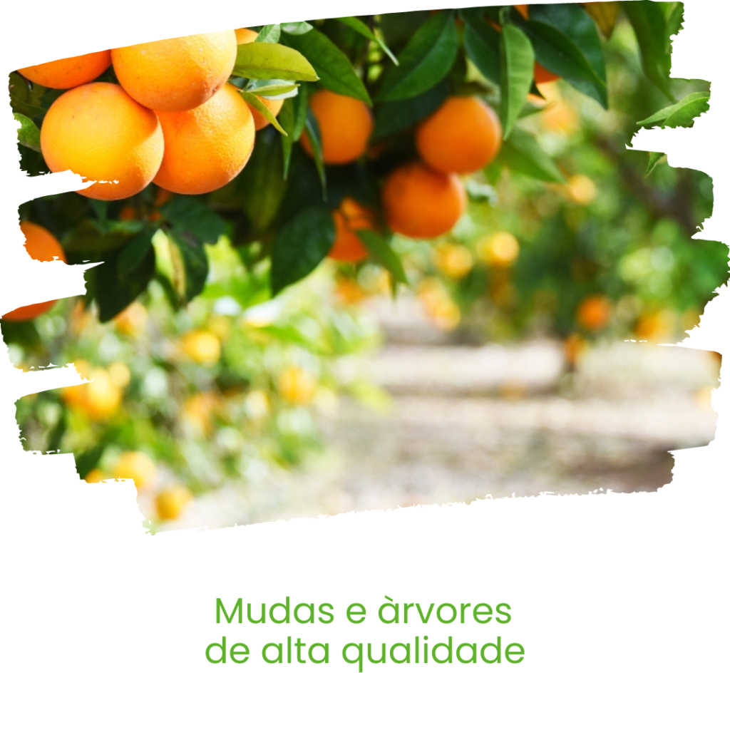FLORICULTURA E REFLORESTAMENTO - LAGOA SANTA - BELO HORIZONTE - MINAS GERAIS
