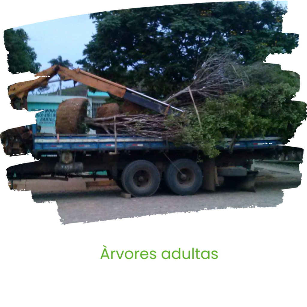 FLORICULTURA E REFLORESTAMENTO - LAGOA SANTA - BELO HORIZONTE - MINAS GERAIS