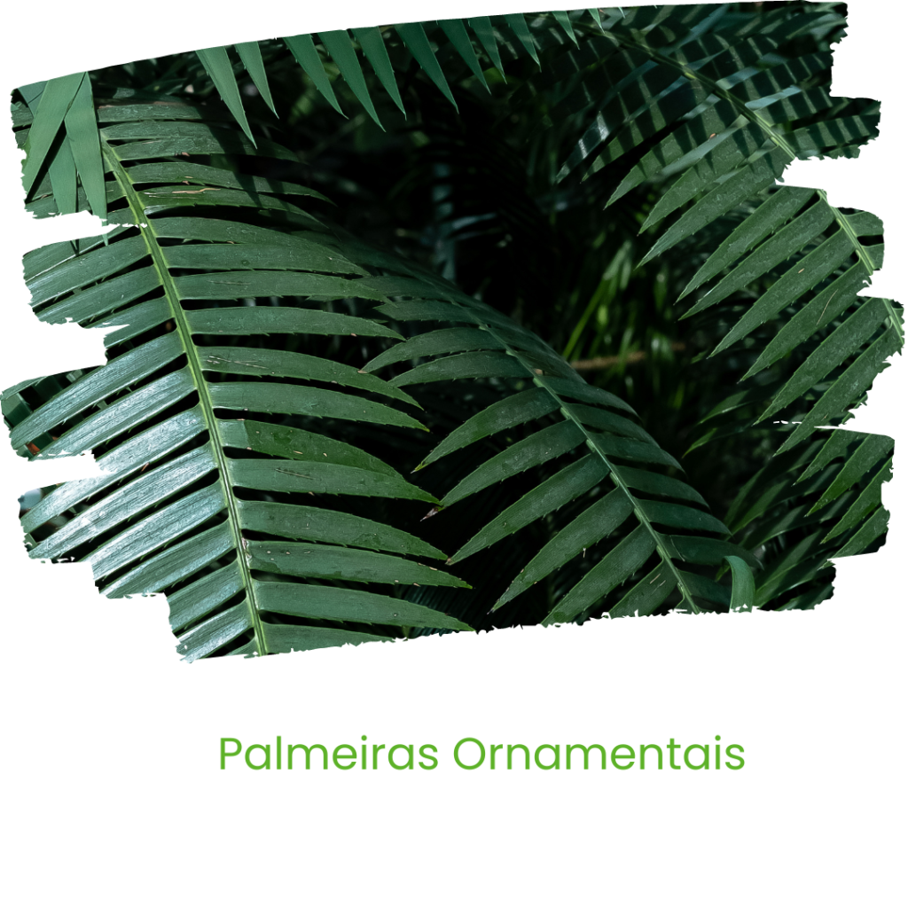FLORICULTURA E REFLORESTAMENTO - LAGOA SANTA - BELO HORIZONTE - MINAS GERAIS